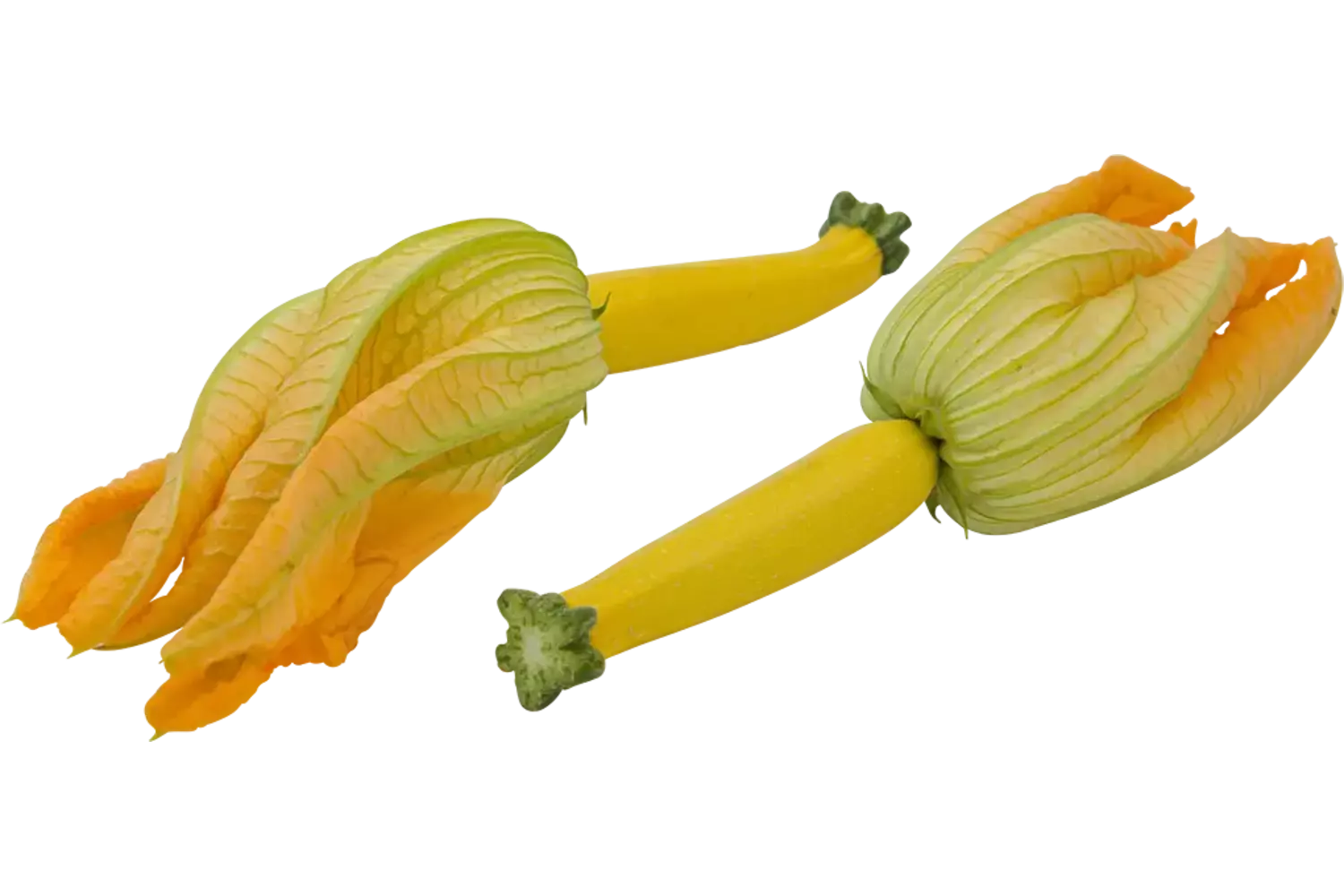 Courgette bloem geel stuk 1